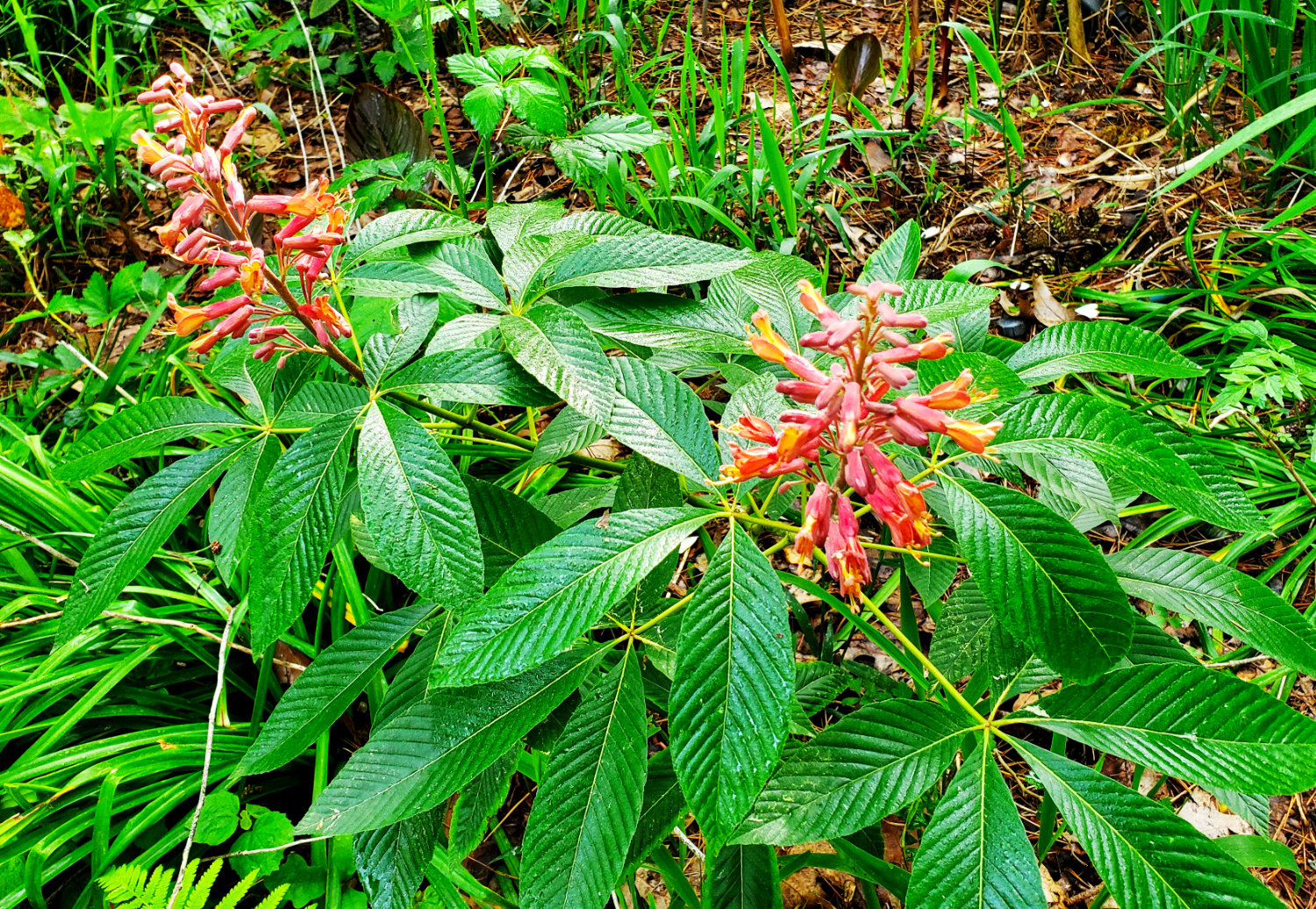 The hummingbird-pleasing red buckeye is a favorite among Texas gardeners and is expected to be among plants available for purchase during the upcoming bare root tree sale, offered by the Wood County Arboretum.